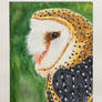 Barn owl