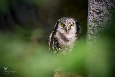 Northern hawk-owl (Surnia ulula) by PhotoDragonBird