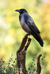 Hooded crow (Corvus cornix) by PhotoDragonBird