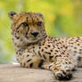 Cheetah (Acinonyx jubatus)