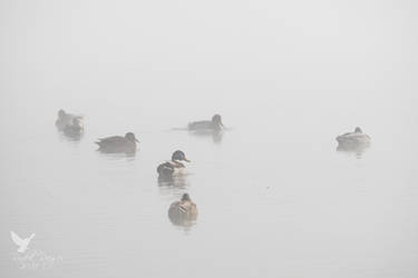 Mallards in the fog