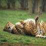 Will you scratch my belly, please?