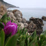 Flower and the sea