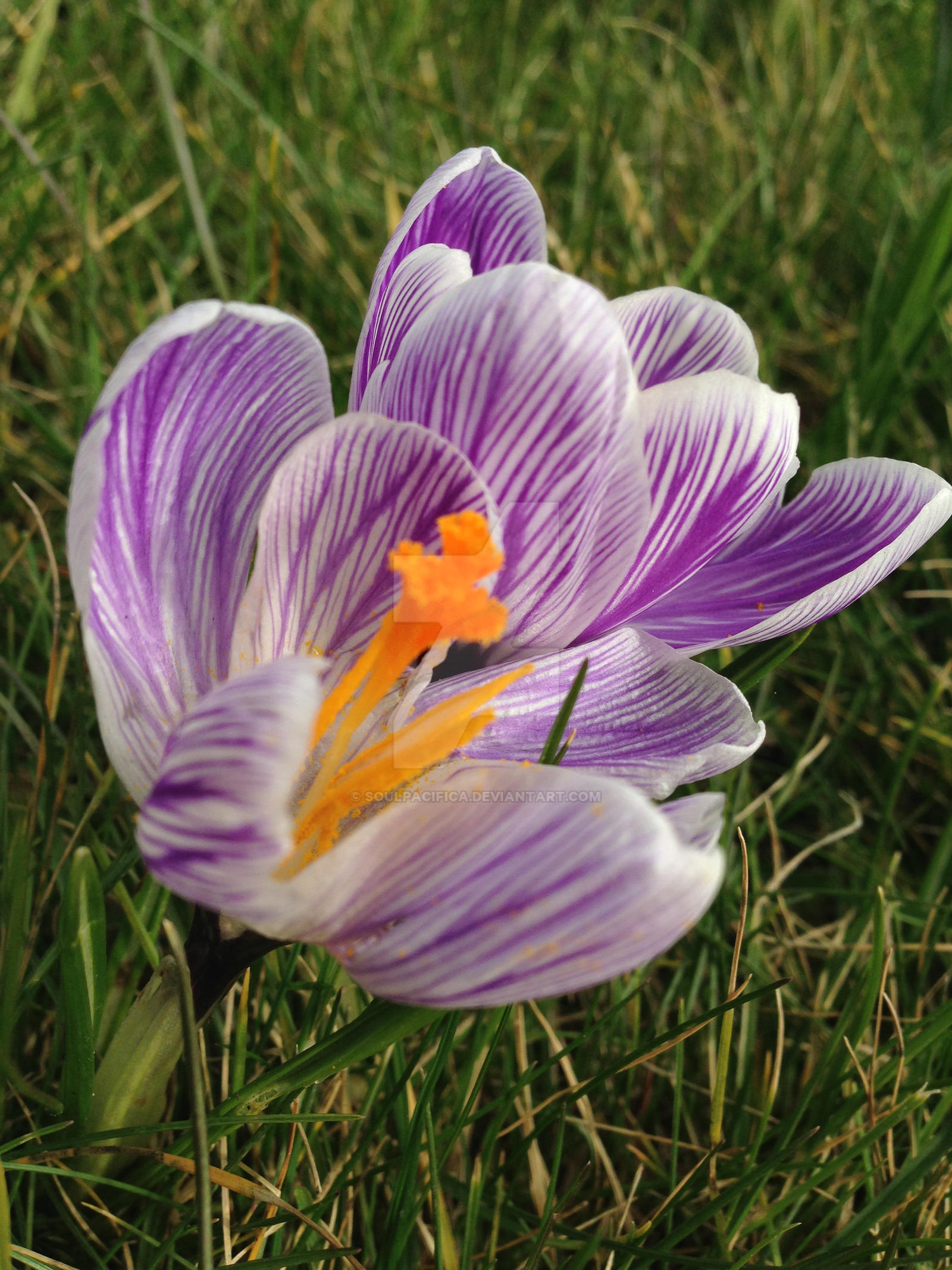 Spring crocus