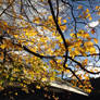 Autumn morning