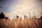 wheat and sweat by spoilerhead