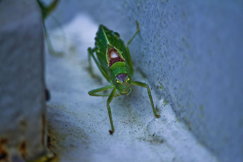 Angry Leaf Bug by Juglars on DeviantArt