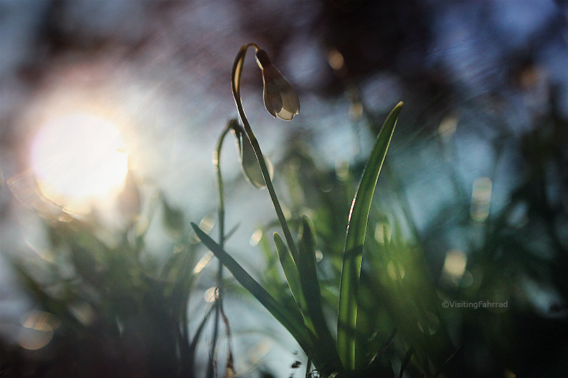 two little snowdrops in green and white