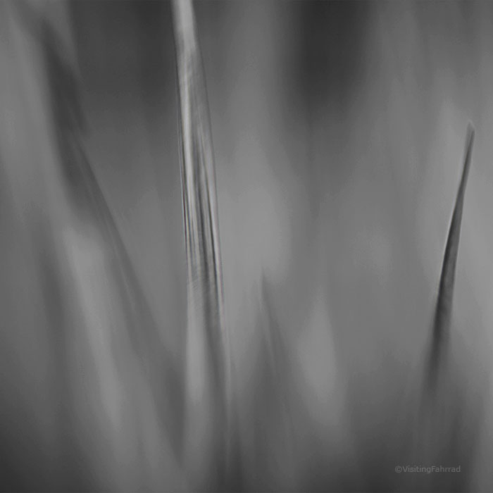 leaf of grass III