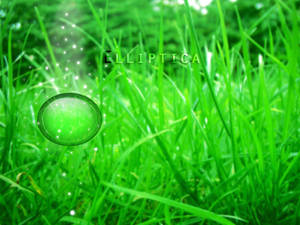 Elliptica grass