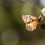 Sunbathing Butterfly