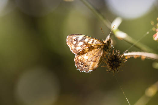 Sunbathing Butterfly