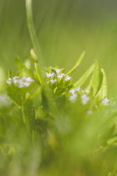 Lamb's Lettuce