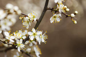 Blackthorn Blossom