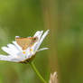 Small Skipper