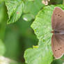 Resting Ringlet