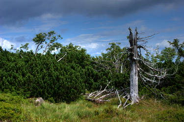 Dead tree HDR