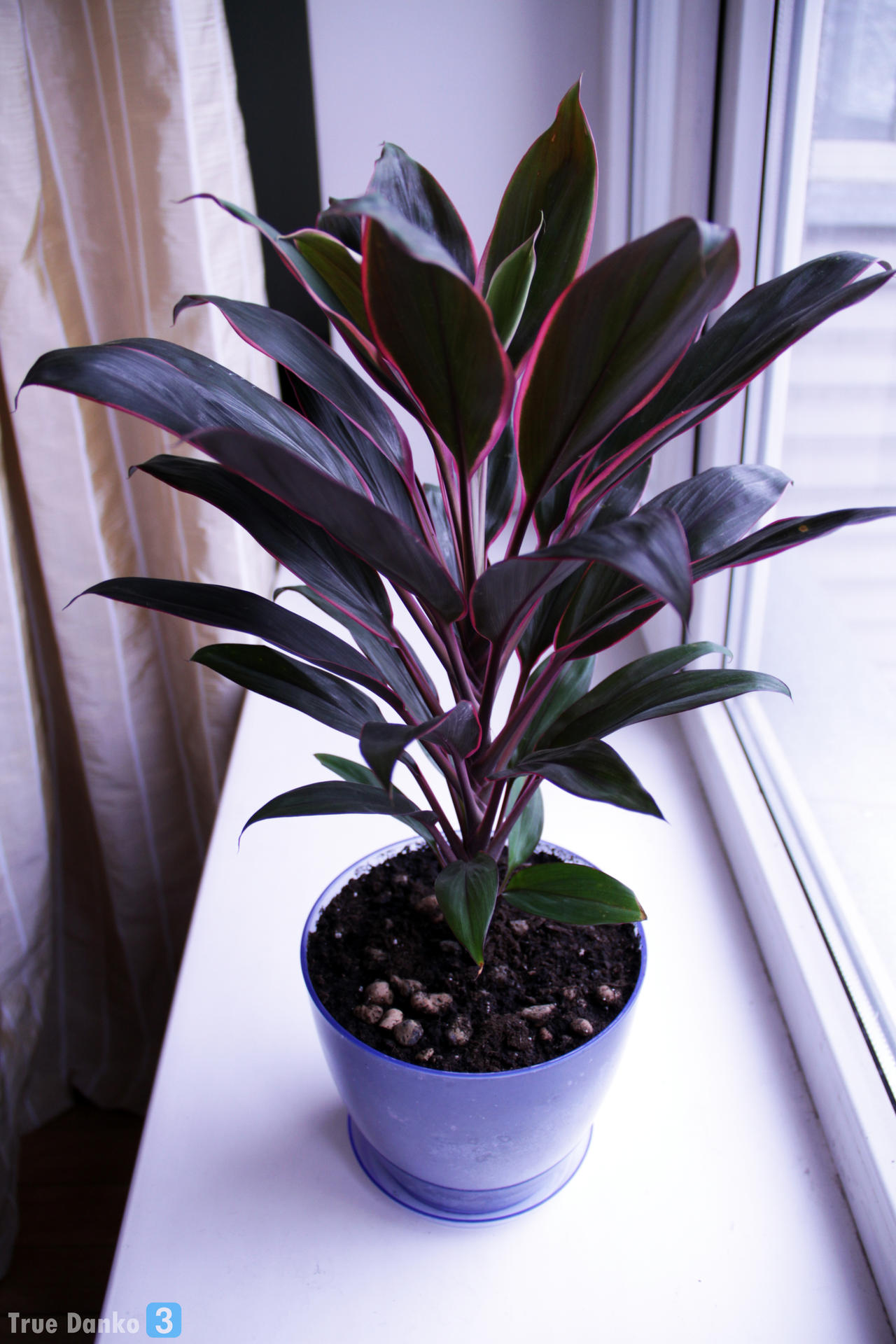 Cordyline