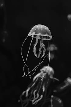 A UFO in the water