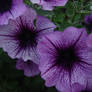 Purple Petunias