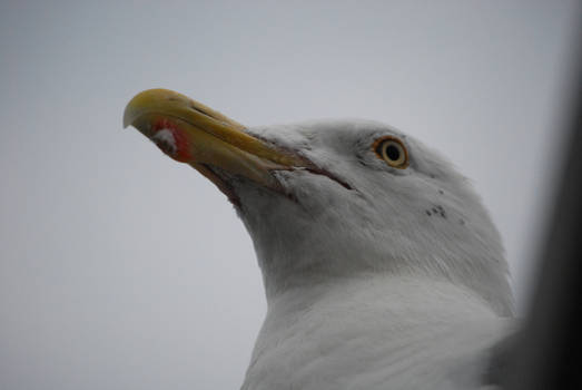 Love Seagulls