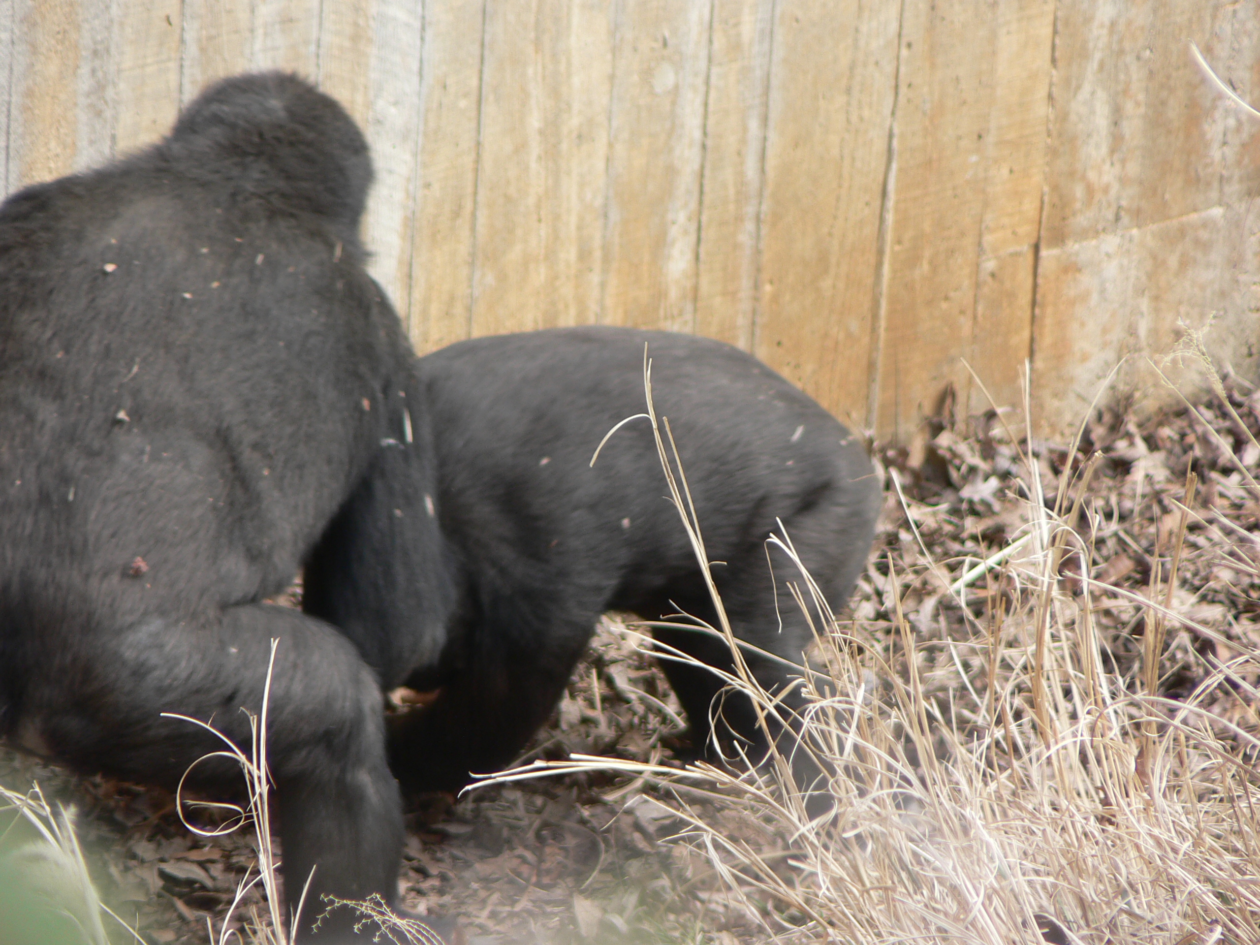 Two Gorillas wrestling