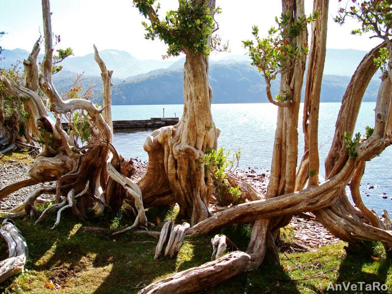 Patagua Tree by AnVeTaRo on DeviantArt