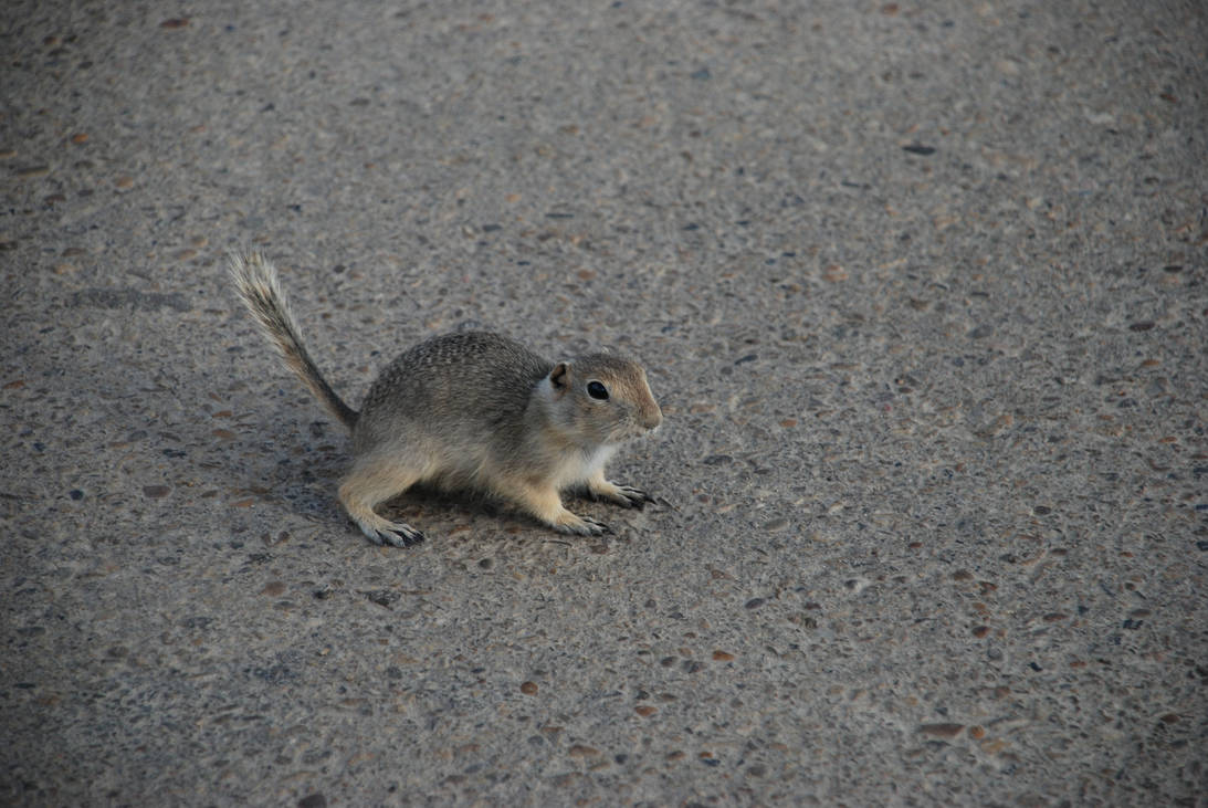 Chipmunk by yb1996 on DeviantArt