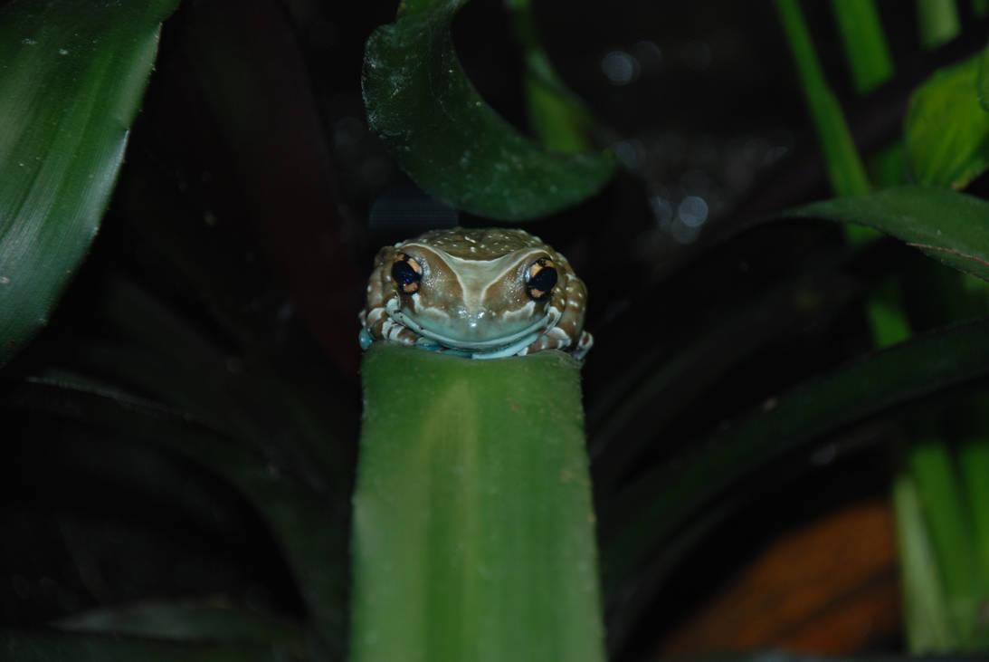 Grumpy Frog by yb1996 on DeviantArt