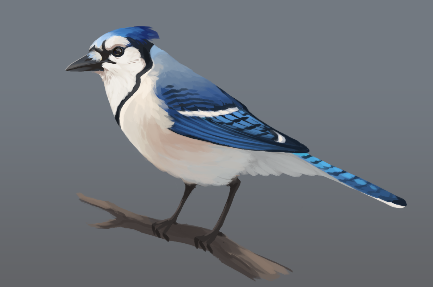Blue Jay Model