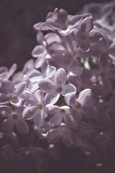 Lilac II