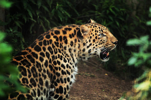 Leopard