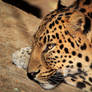 Leopard Nap 2