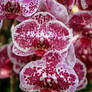 Orchids 16