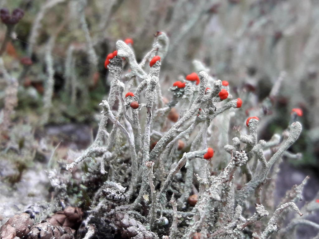 lichen in Nara