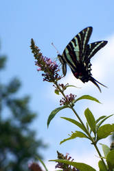 Butterfly Beauty 2