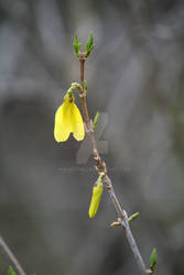 Forsythia floweret