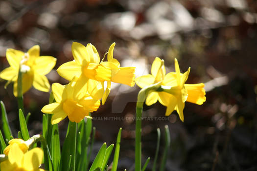 Daffydillies