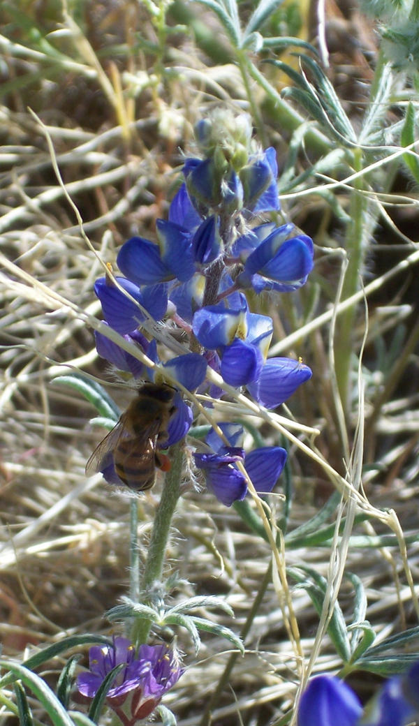 the bee and the bluebonet
