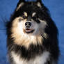 Finnish Lapphund