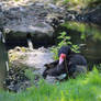 Preening Duck - Slimbridge