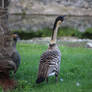 Honking Goose - Slimbridge