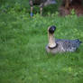 Stared Down By A Goose - Slimbridge