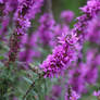 Purple Loosestrife Flowers 3