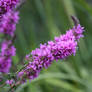 Purple Loosestrife Flowers 4