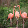 Caribbean Flamingo Ruffled Up