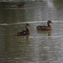 Common Ducks