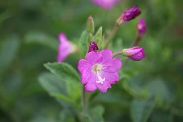 Purple Flower