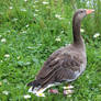 Goose Amongst Daisies