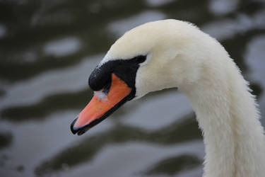 Mute Swan Headshot